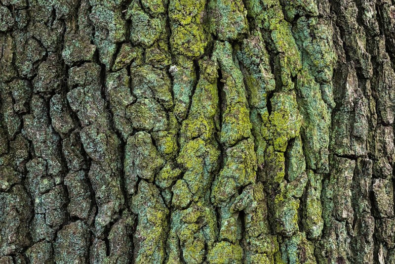 Structure of the bark of an oak (Quercus)