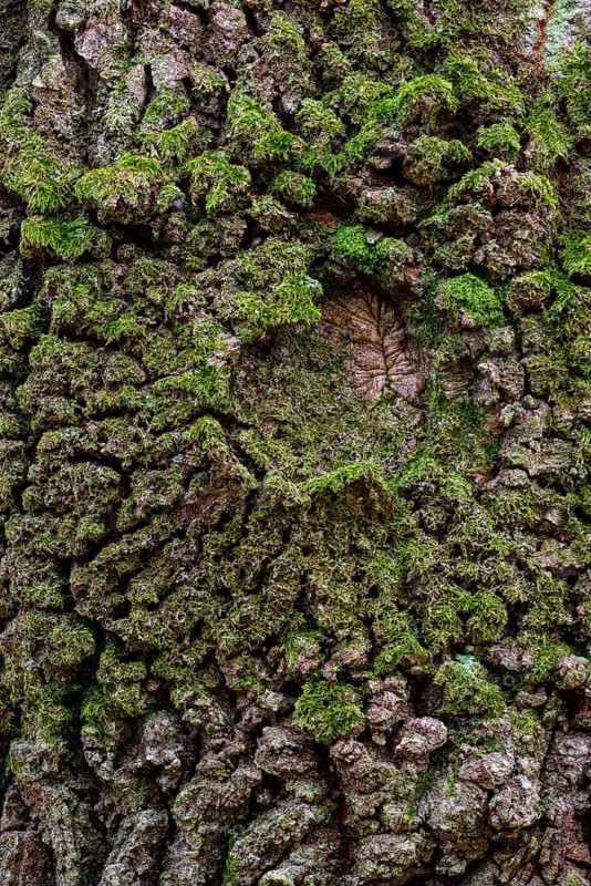SStructure of the bark of an oak (Quercus)