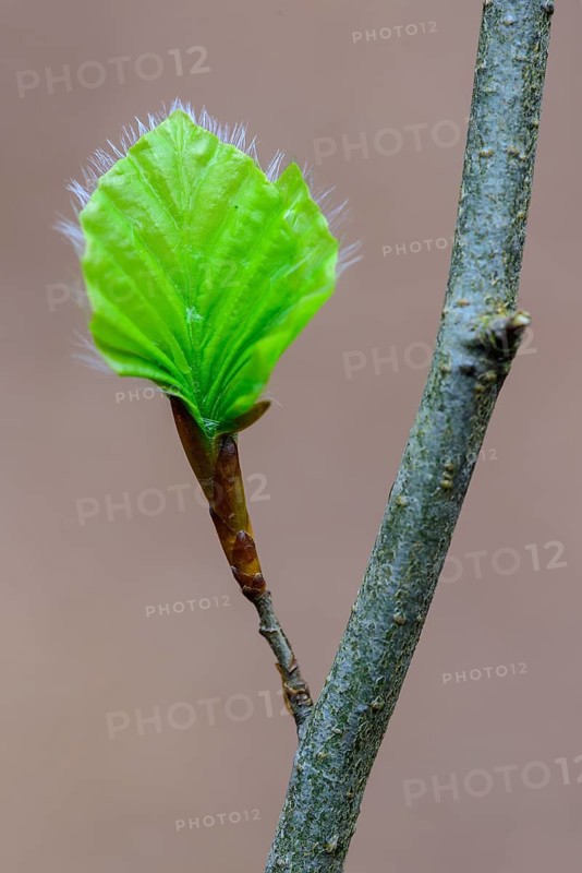 Leaf of a beech (Fagus sylvatica) sprouts from a bud