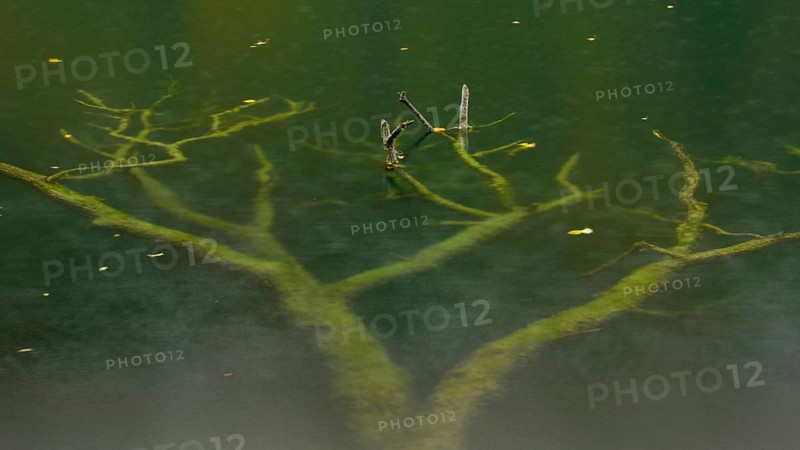 Supported tree in a lake
