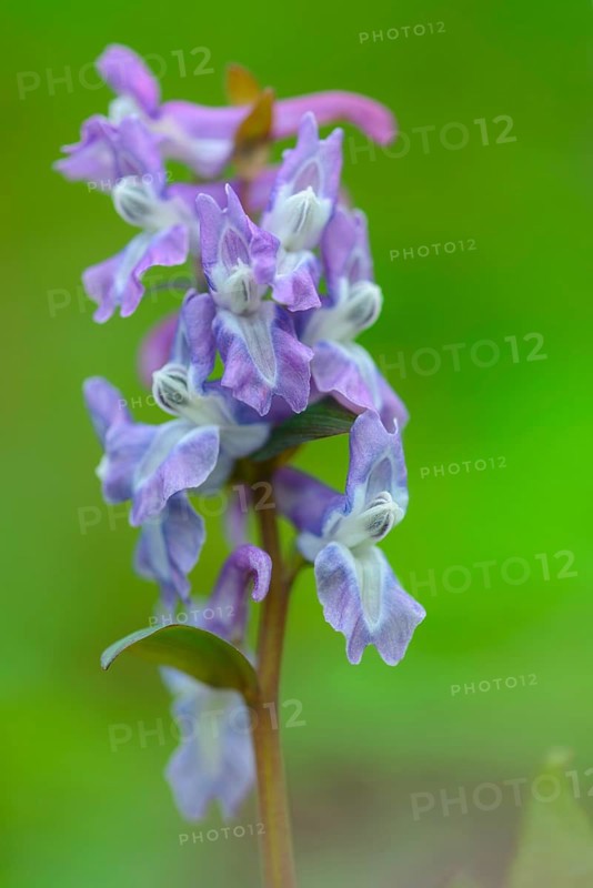 Flowering (Corydalis cava) in spring