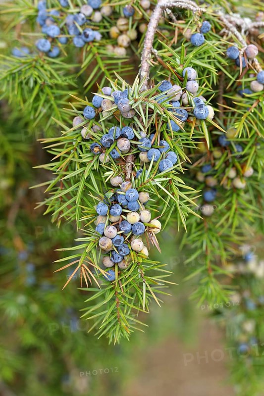 Common juniper (Juniperus communis ) Branch with ripe and unripe berries