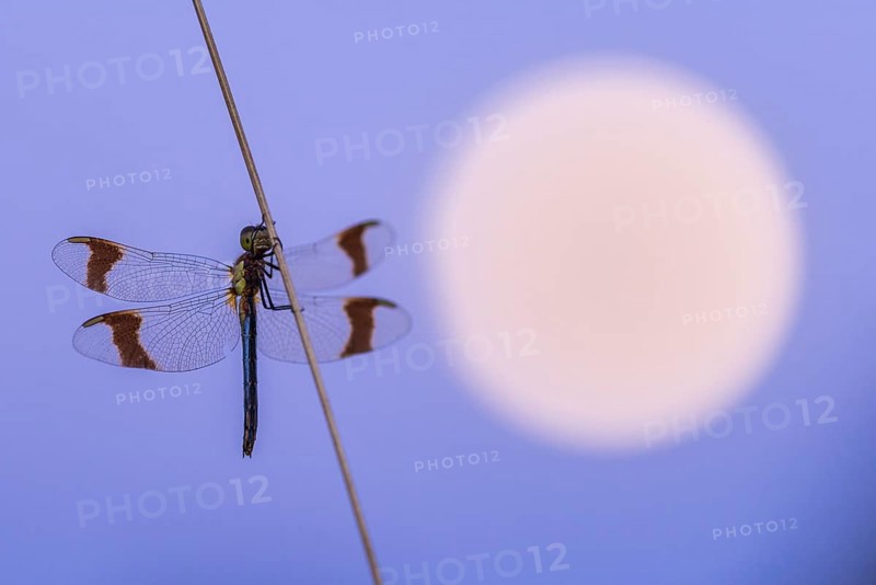 Banded darter (Sympetrum pedemontanum ) on a blade of grass in front of the full moon