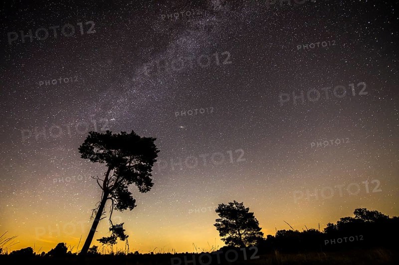 Starry sky with milky way over (Pinus) the Venner Moor