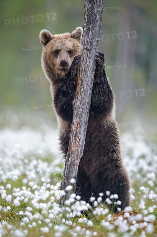 Brown bear (Ursus arctos ) stands on a tree in a bog with fruiting cotton grass on the edge in a boreal coniferous forest