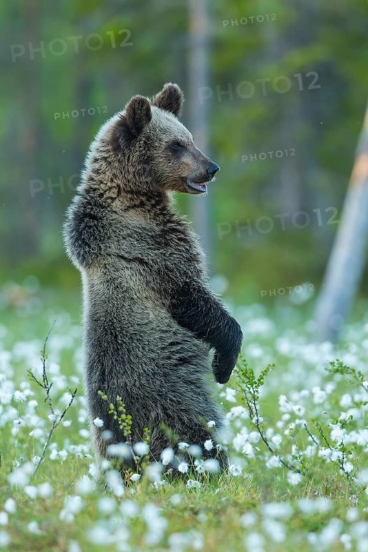 Brown bear (Ursus arctos ) standing upright in a bog with fruiting cotton grass