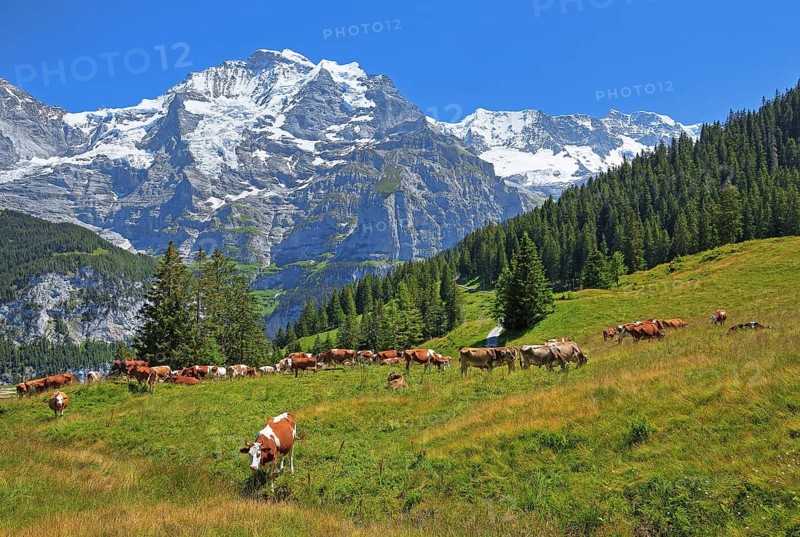 Mountain meadow with cows and the Jungfrau massif
