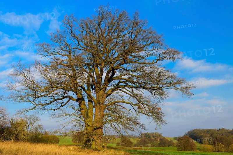 Old Oak (Quercus) near Schlitz Castle
