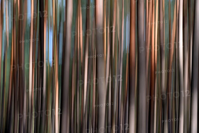 Pine forest