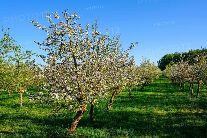 Flowering Apple treeplantation (Malus domestica)