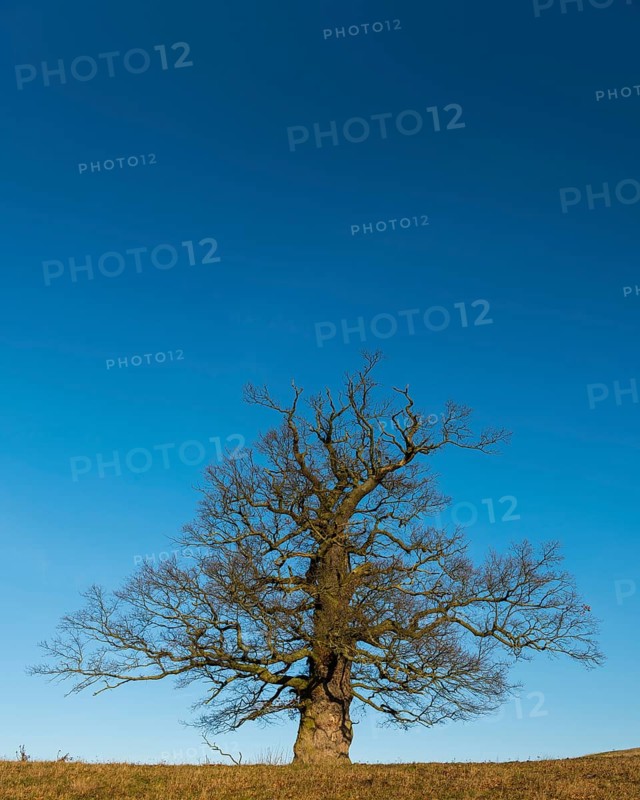 01_ (Quercus) on the Roethelberg