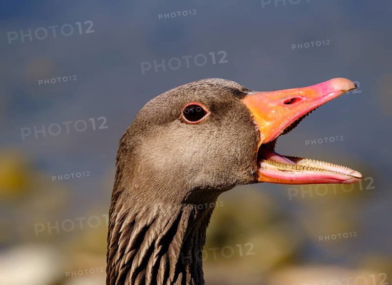 Greylag goose (Anser anser ) calling