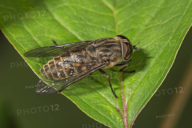 Common gadfly (Tabanus bromius) basking on a leaf