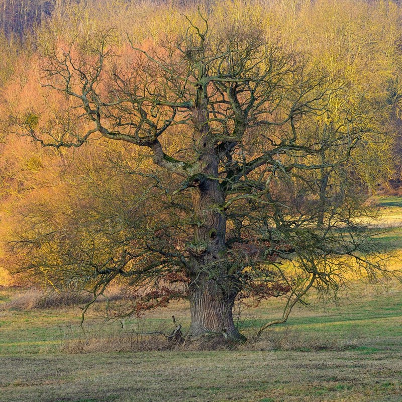 Old Oak (Quercus) near Schlitz Castle