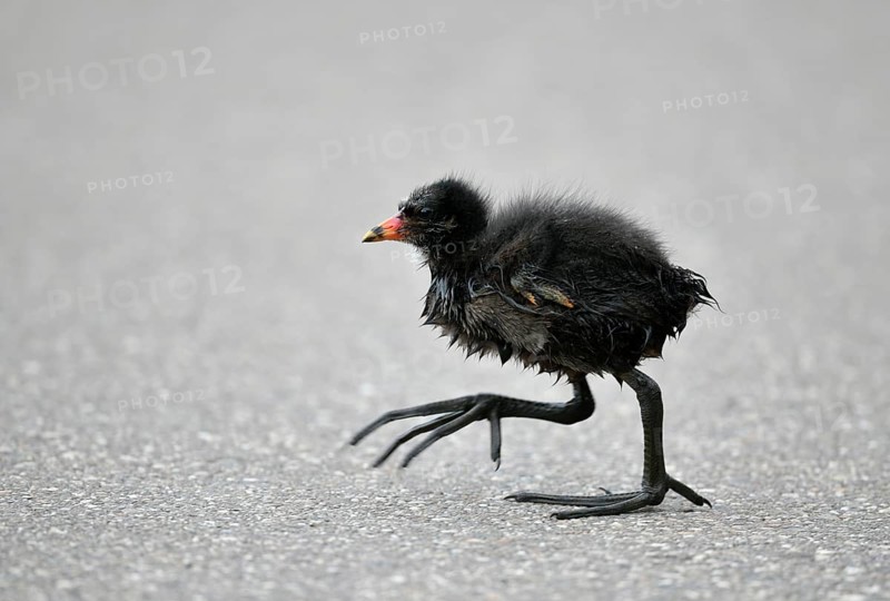 Common moorhen (Gallinula chloropus)