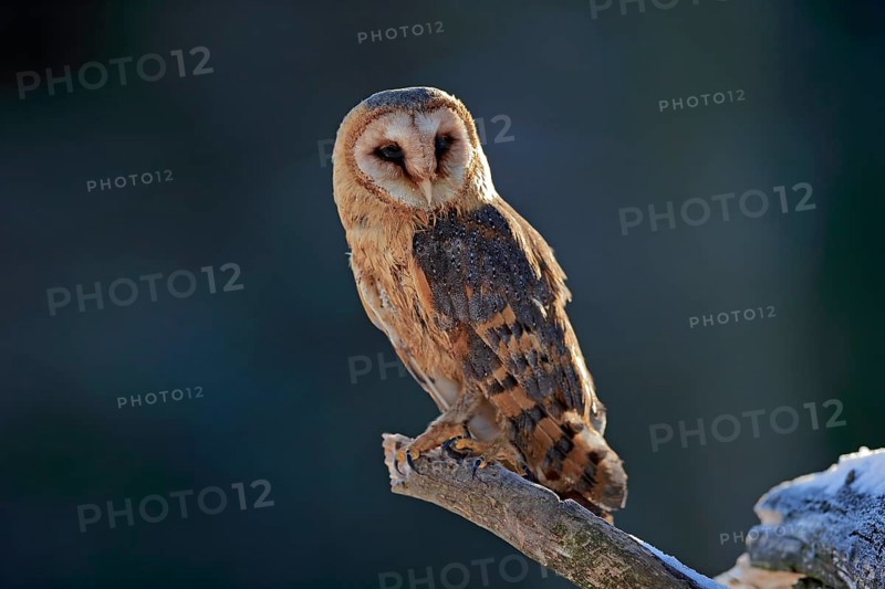Common barn owl (Tyto alba)