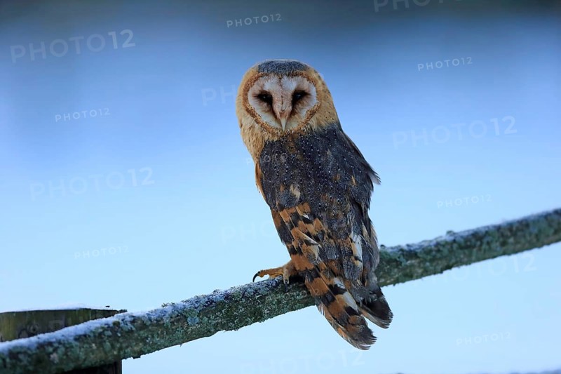Common barn owl (Tyto alba)