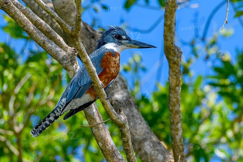 Ringed kingfisher (Megaceryle torquata)