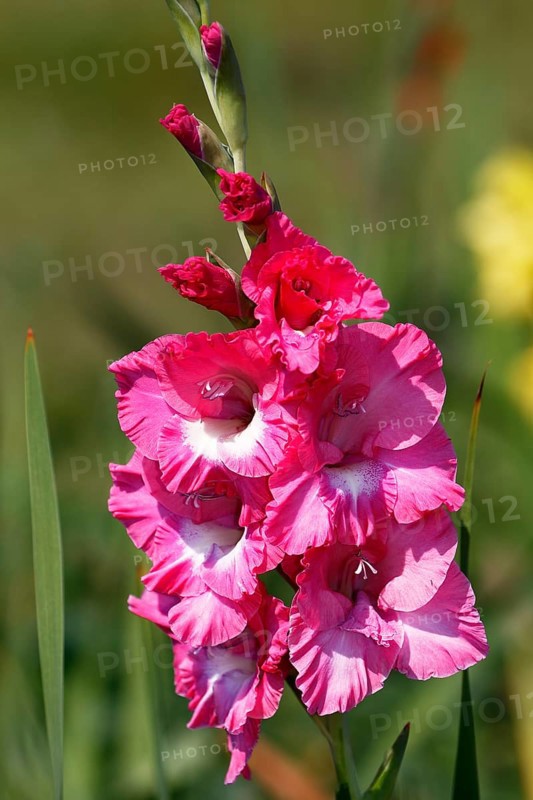 Pink flowering gladiolus (Gladiolus x hortulanus)