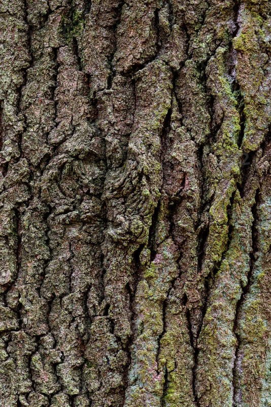 Structure of the bark of an oak (Quercus)