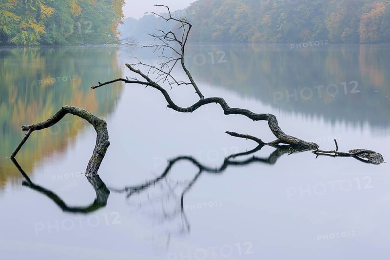 Supported tree in a lake in autumn
