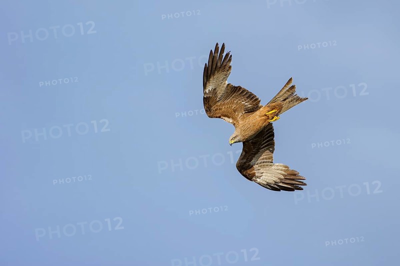 Flying (Milvus migrans) in front of a blue sky
