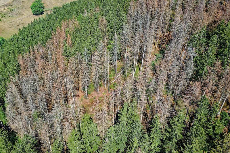 Forest dieback