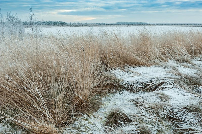 Snow in winter moor