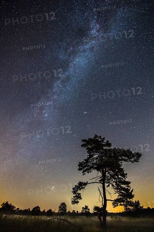 Starry sky with milky way over (Pinus) the Venner Moor
