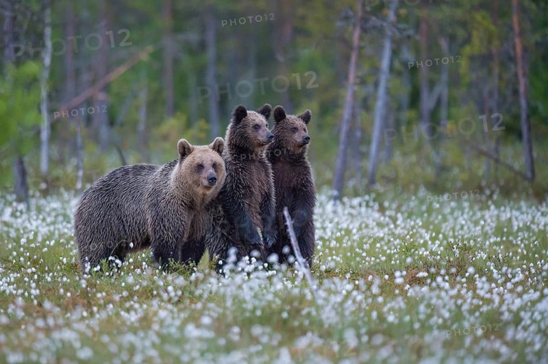Female (Ursus arctos) with her offspring