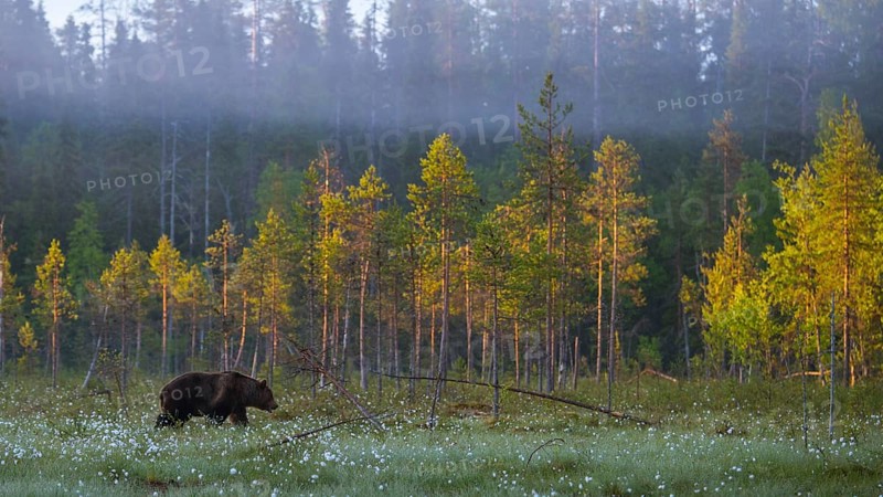 Brown bear (Ursus arctos) in a bog