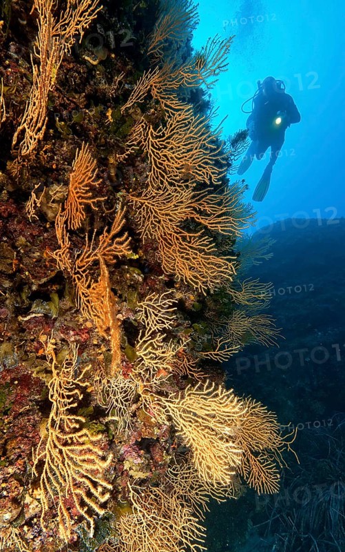 Yellow Mediterranean horn coral (Eunicella cavolinii)