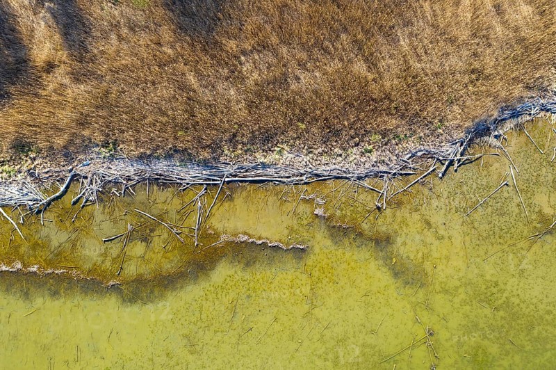 Reed belt and alluvial wood at Lake Ammer near Aidenried