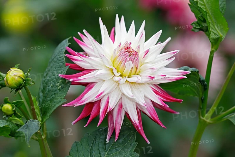 Semi-cactus Dahlia cultivar sorbet (Dahlia cultivar sorbet)