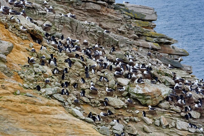 Southern Rockhopper Penguins (Eudyptes chrysocome)