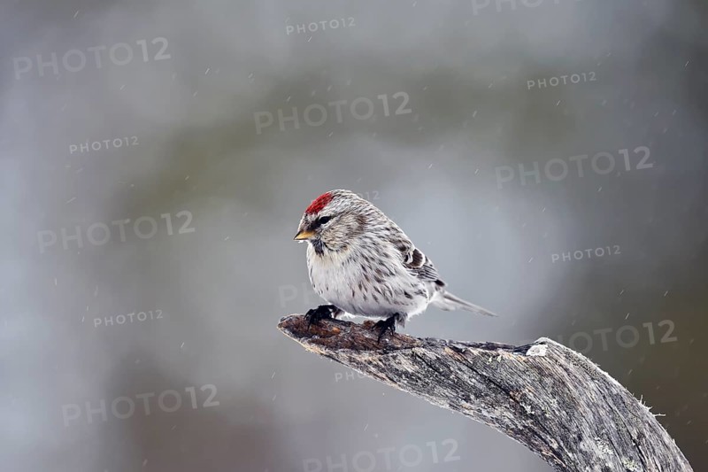 Common redpoll (Carduelis flammea )