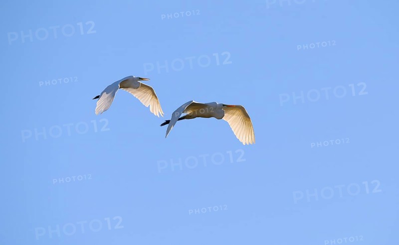 Great egret (Ardea alba )