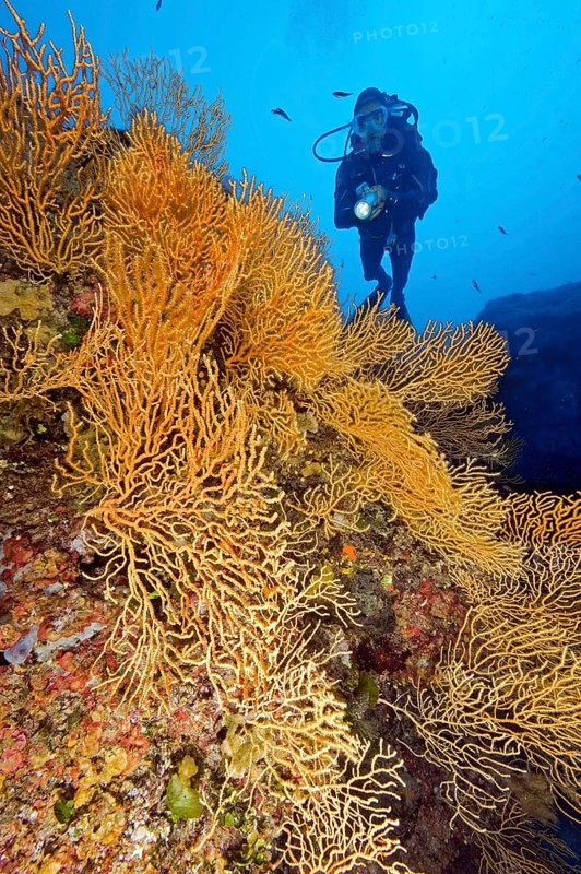 Diver and yellow Mediterranean gorgonian (Eunicella cavolinii)