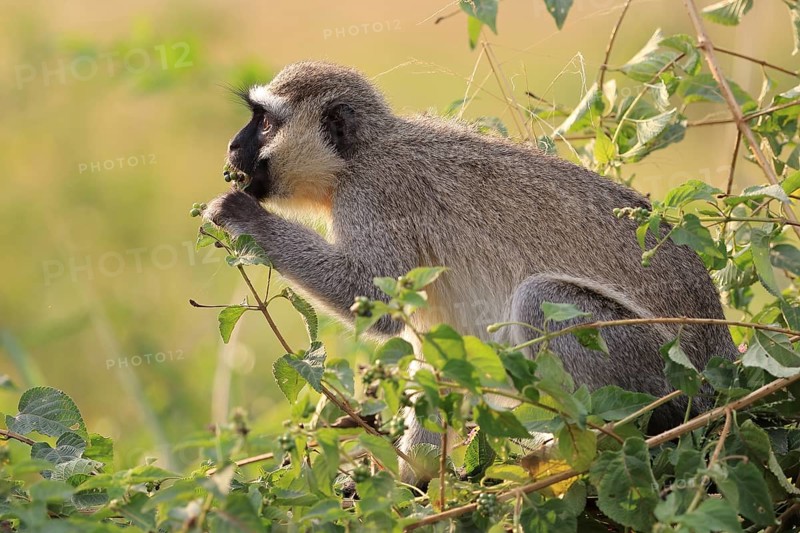 Vervet Monkey (Chlorocebus pygerythrus)