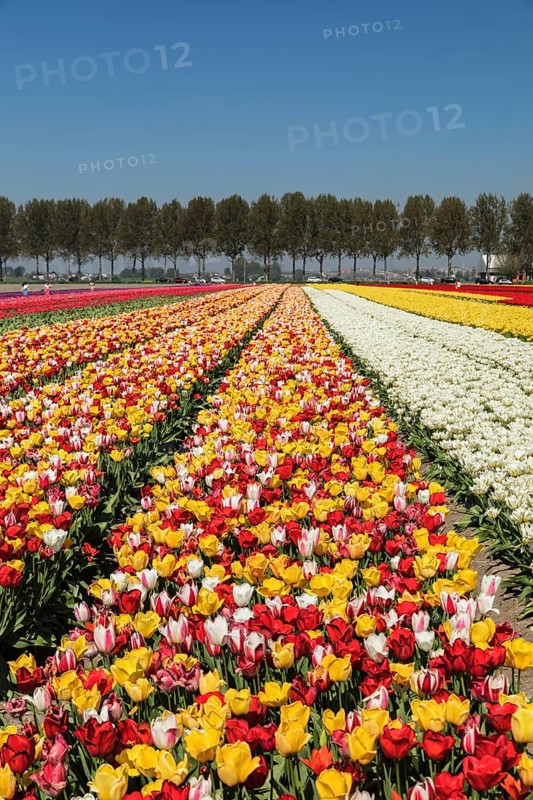 Tulip fields in spring