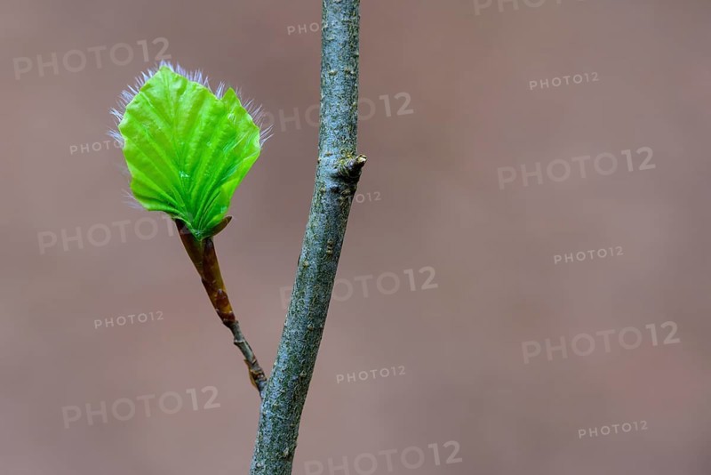Leaf of a beech (Fagus sylvatica) sprouts from a bud