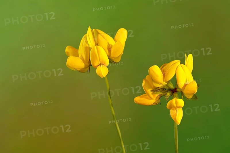 Horntail (Lotus corniculatus)