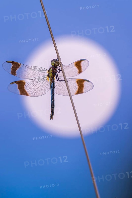Banded darter (Sympetrum pedemontanum ) on a blade of grass in front of the full moon