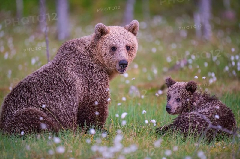 Female (Ursus arctos) with her offspring in a bog with fertile cotton grass