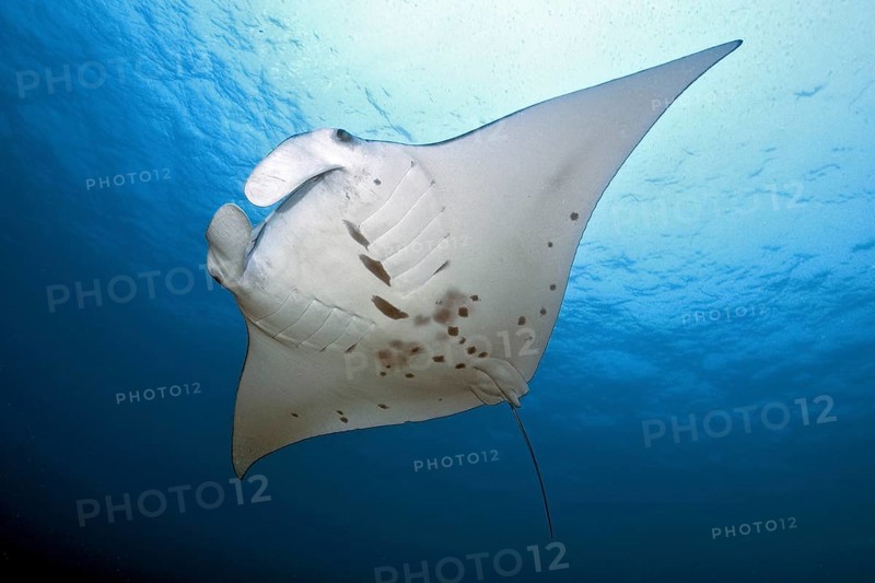 Pelagic manta ray (Manta birostris)