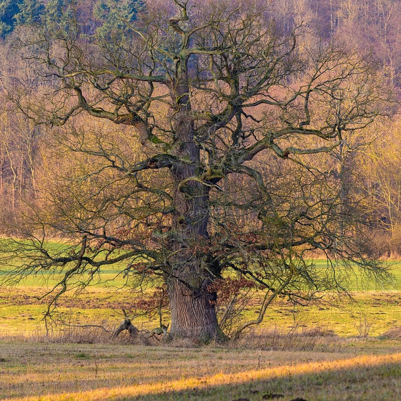 Old Oak (Quercus) near Schlitz Castle