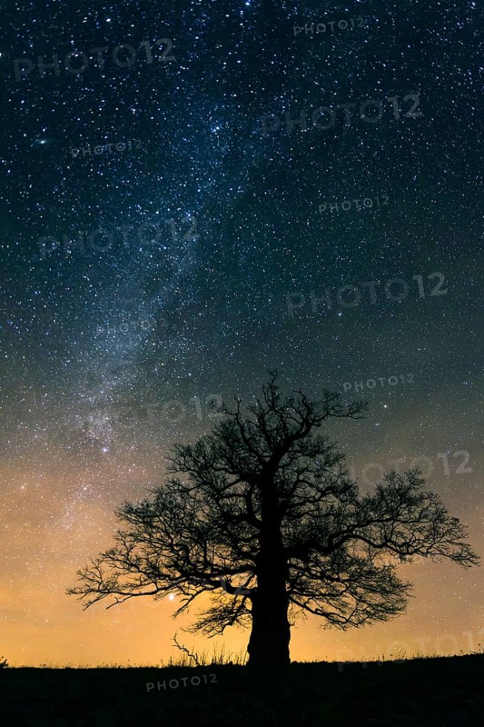 Oak (Quercus) on the Roethelberg in front of a starry sky at night