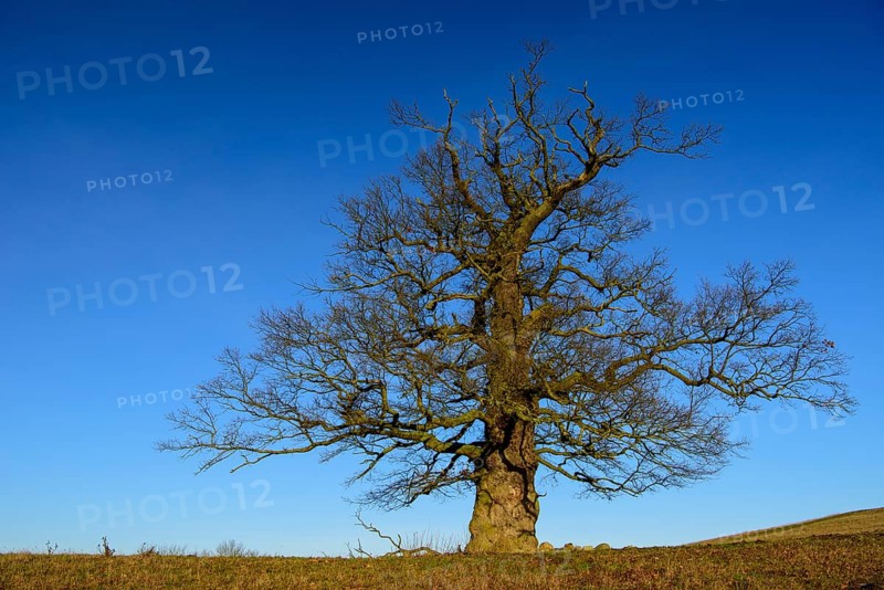 01_ (Quercus) on the Roethelberg