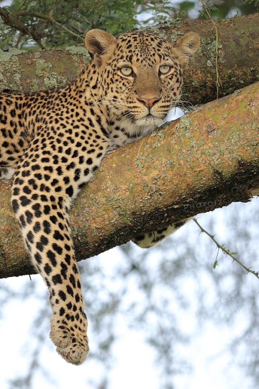Leopard (Panthera pardus)