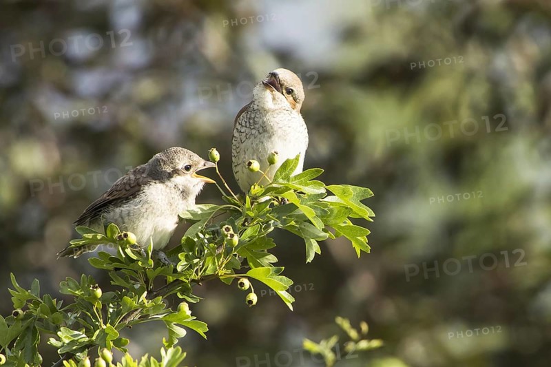 Red-backed shrike (Lanius collurio )